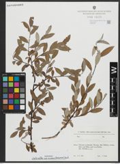 Foto von Salix alba subsp. micans (Andersson) Rech. f.